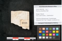 Foto (Objekt + Etikett) von Rhamnus brevifolius Heer (NHMW-GEO-2024-0188-8188)